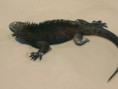 /album/fotogaleria/iguana-4-jpg/